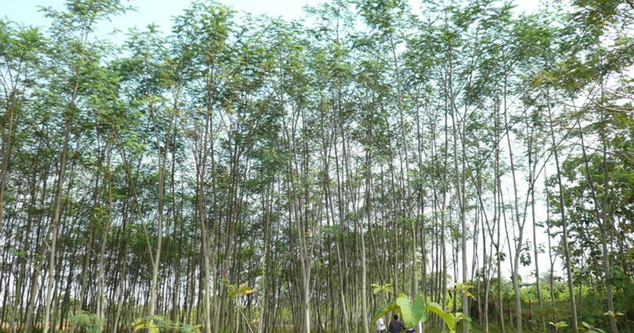 Dituduh penyebab listrik PLN padam, ini lho manfaat pohon sengon