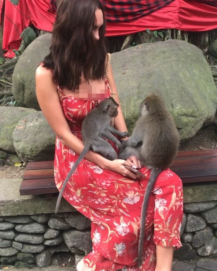 Aksi nakal monyet di Bali saat bermain dengan Mrs World Rusia 2018