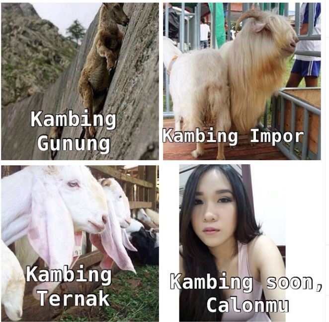 14 Meme bertema kurban ini kocak dan bikin baper
