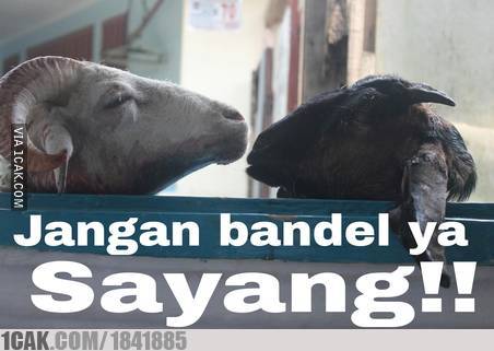 10 Meme lucu hewan kurban jelang Idul Adha ini endingnya baper