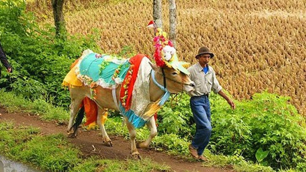 6 Tradisi unik jelang Idul Adha di Indonesia, ada jemur kasur