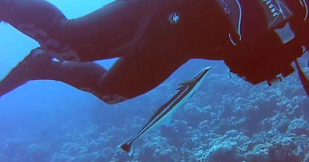 10 Cerita penemuan seram penyelam bawah laut yang bikin bergidik