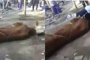 Viral pria di Cimahi meninggal sebelum sembelih sapi, ini faktanya
