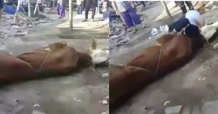 Viral pria di Cimahi meninggal sebelum sembelih sapi, ini faktanya