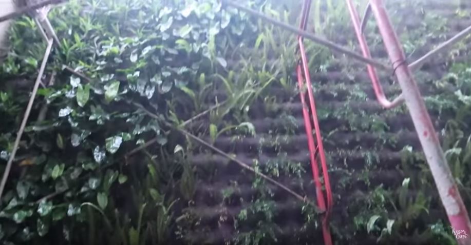 10 Potret rumah Rizky Kinos & Nycta Gina, penuh koleksi burung