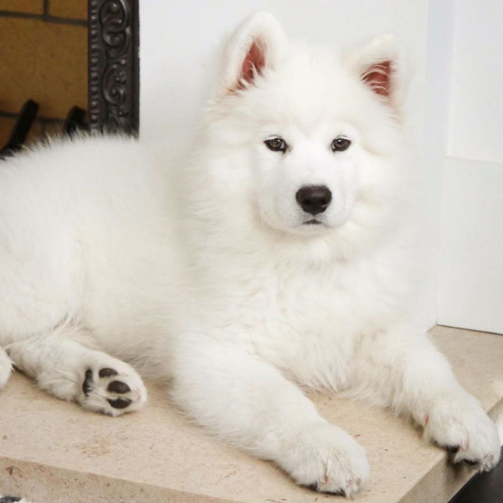 6 Fakta Coconut, anjing yang sekali endorse capai Rp 49 juta