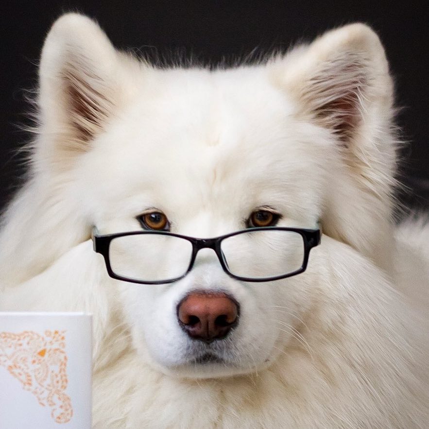 6 Fakta Coconut, anjing yang sekali endorse capai Rp 49 juta