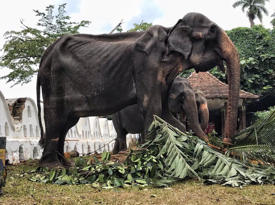 Kisah Tikiri gajah kurus yang dipaksa bekerja 10 hari berturut-turut