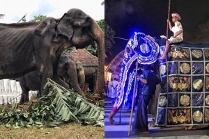 Kisah Tikiri gajah kurus yang dipaksa bekerja 10 hari berturut-turut