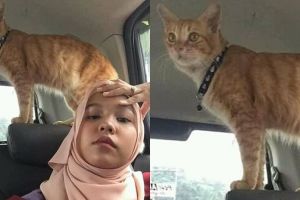 Bercanda dengan kucing oren, cewek ini alami kejadian menjijikkan