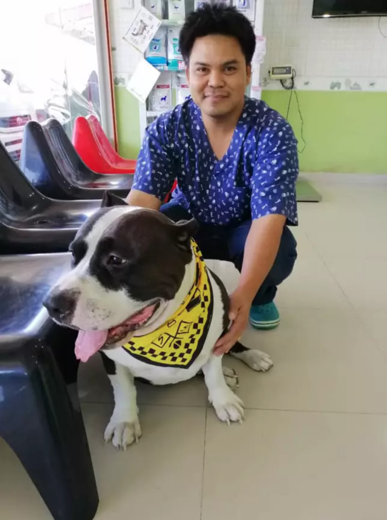 Telan 32 mainan bebek karet, seekor anjing harus dioperasi