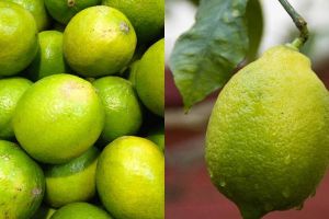 5 Manfaat jeruk limau untuk kesehatan, bisa cegah kanker