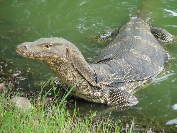 Cinta tak direstui, pasangan ini nekat lompat ke sungai & hampir mati