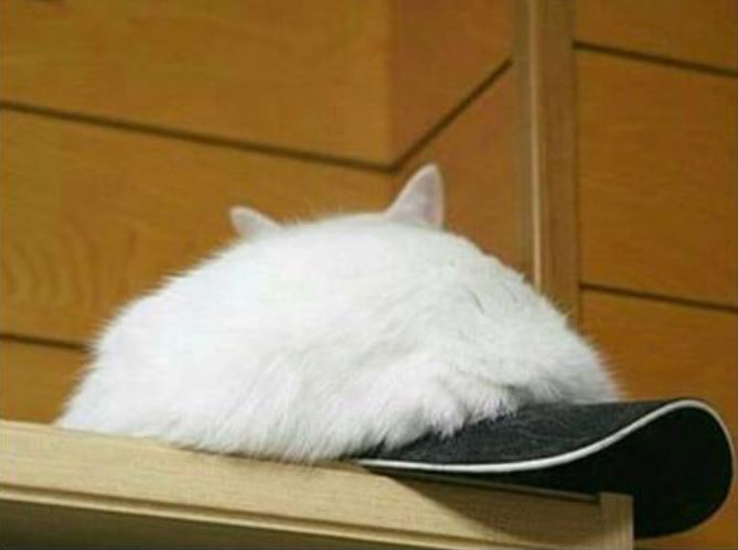11 Potret kamuflase kucing ini bikin lihat dua kali, bikin gemas!