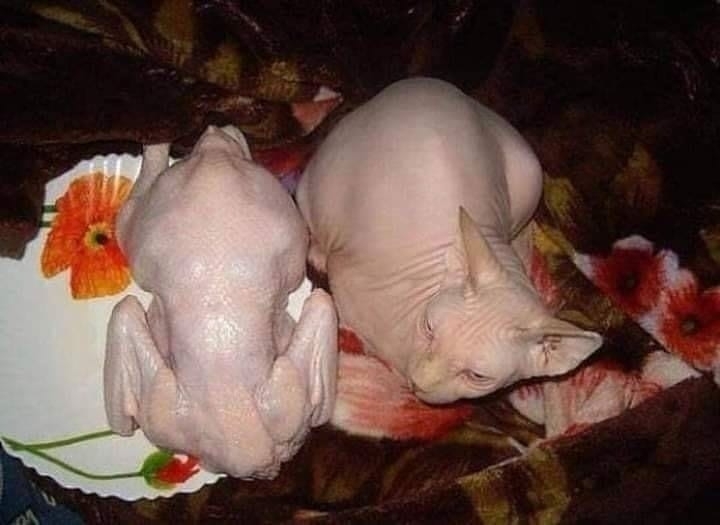 11 Potret kamuflase kucing ini bikin lihat dua kali, bikin gemas!