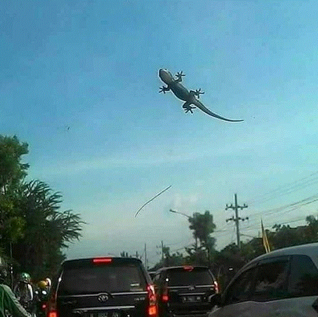 12 Kelakuan cicak ini absurdnya bikin geleng kepala