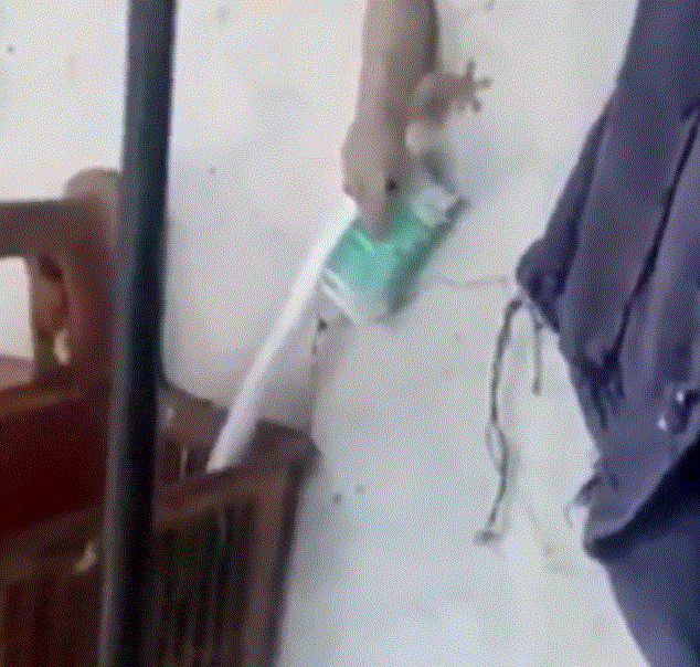 12 Kelakuan cicak ini absurdnya bikin geleng kepala