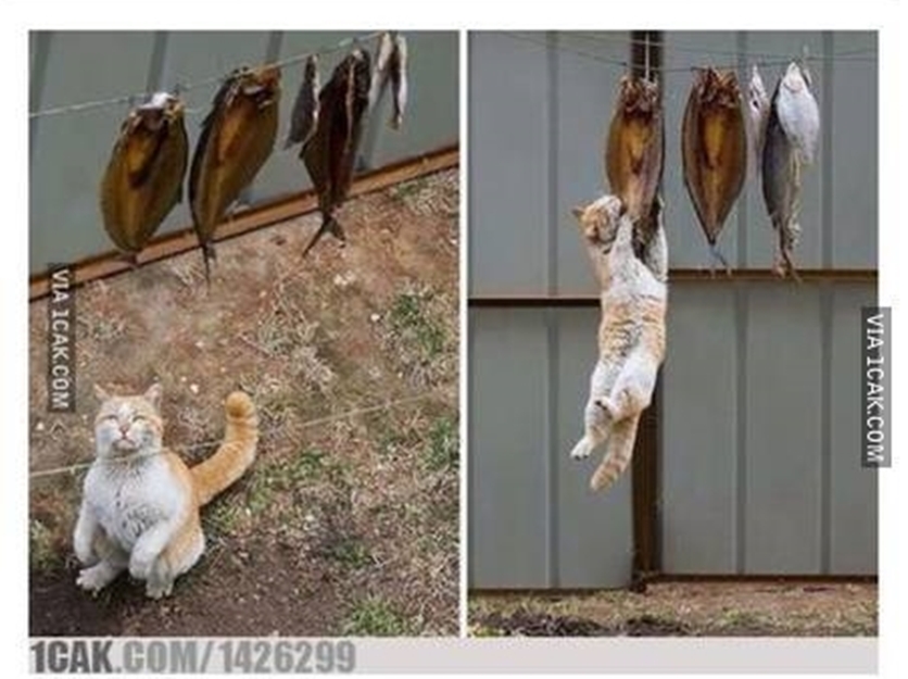 10 Tingkah nyeleneh kucing di keseharian ini bikin heran