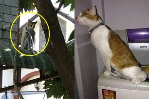10 Tingkah nyeleneh kucing di keseharian ini bikin heran