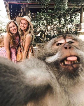 Terungkap, begini cara foto selfie dengan monyet di Bali yang viral