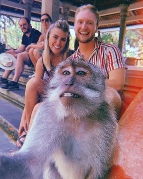 Terungkap, begini cara foto selfie dengan monyet di Bali yang viral
