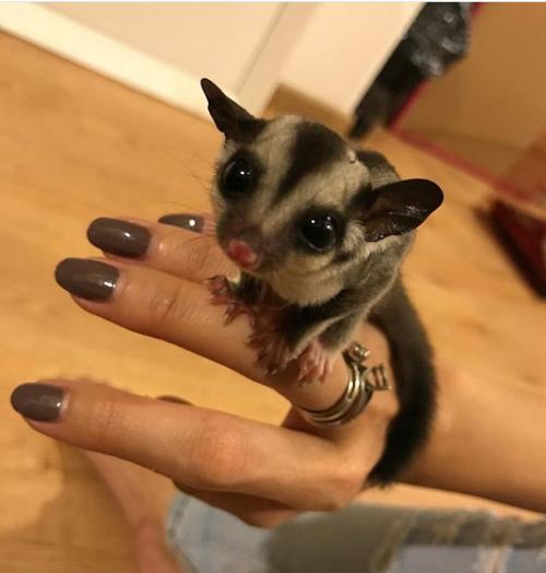 6 Hewan unik peliharaan Aura Kasih, termasuk marmoset