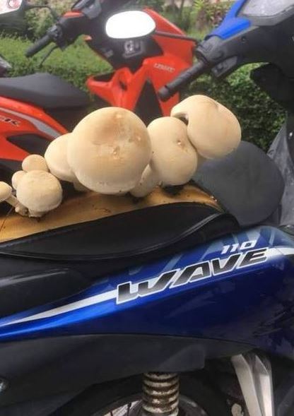 10 Kondisi kendaraan bermotor tak biasa ini bikin geleng kepala