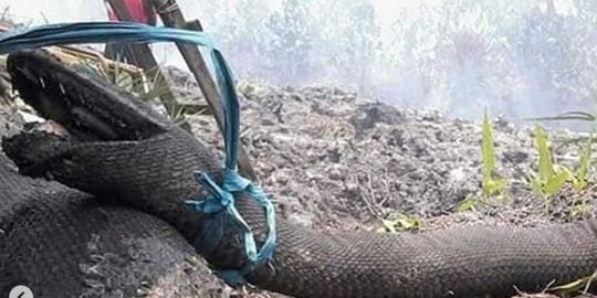 Viral potret mengenaskan ular piton hangus terbakar di Kalimantan