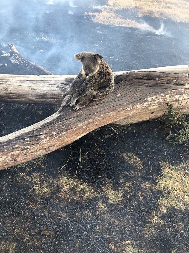 Koala ini luka bakar demi melindungi anaknya dari kebakaran hutan