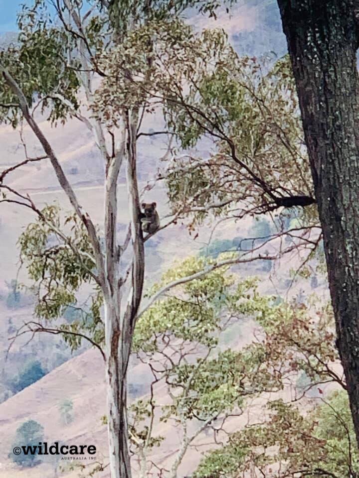 Koala ini luka bakar demi melindungi anaknya dari kebakaran hutan
