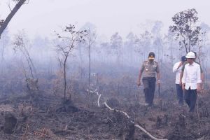 Kebakaran hutan kembali terjadi, Jokowi tegur Pemda Riau