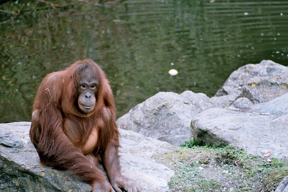 Dampak kabut asap, belasan orangutan di Kalteng terserang ISPA