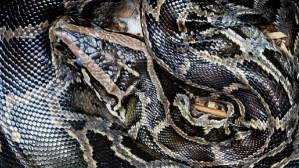 3 Hal Tentang Raja Ular Mati Karena Kebakaran Hutan Kalimantan