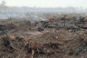 Data BNPB, ada 2.719 titik panas kebakaran hutan dan lahan