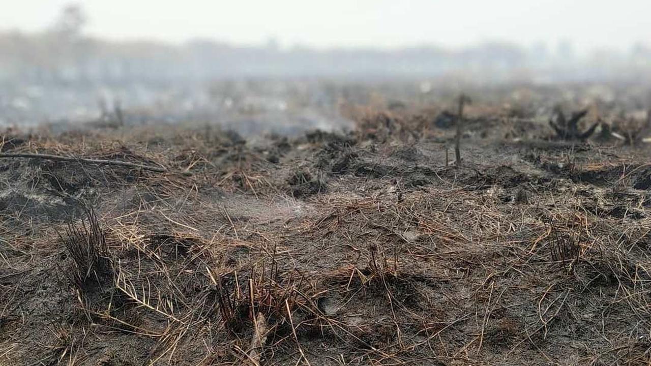 Data BNPB, ada 2.719 titik panas kebakaran hutan dan lahan