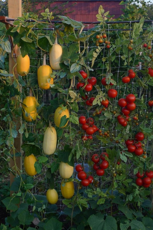15 Ide kreatif bikin kebun sayur di rumah lahan sempit
