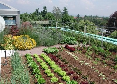 Ide kreatif bikin kebun sayur di rumah istimewa