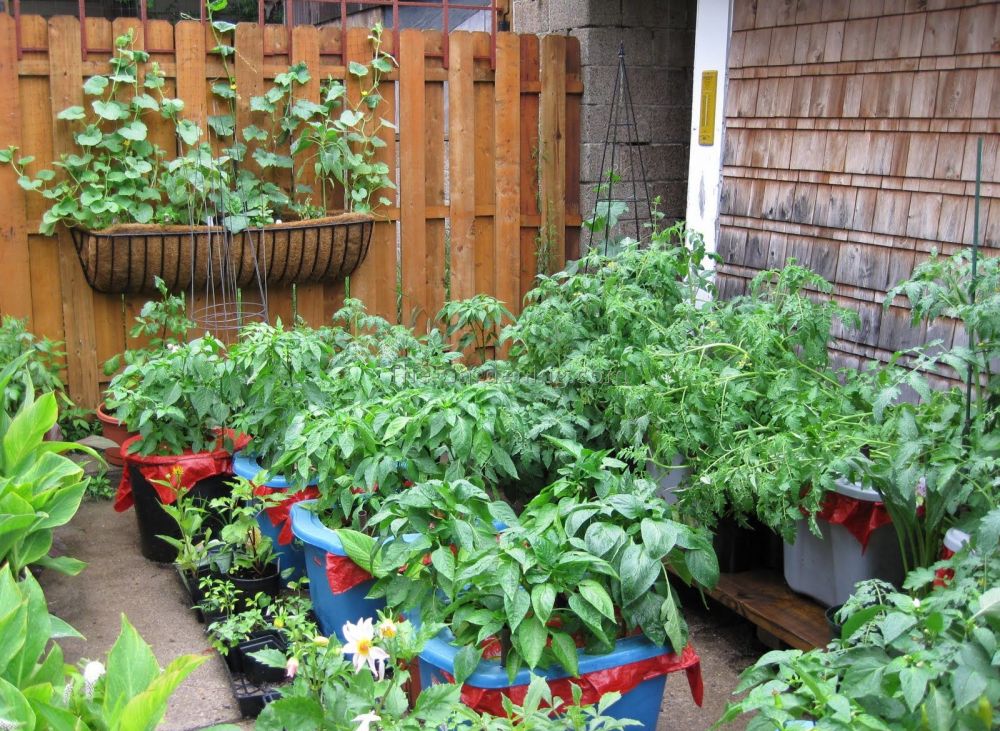 Ide kreatif bikin kebun sayur di rumah istimewa