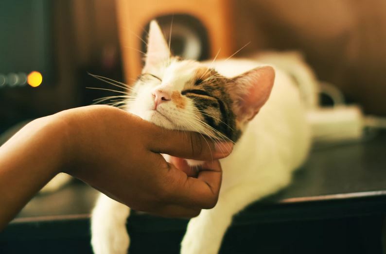  5 Cara mudah untuk meningkatkan kesehatan otak