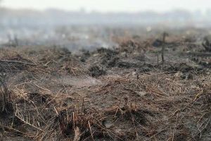 Penanganan Karhutla, Polda Riau tetapkan 53 tersangka pembakar lahan