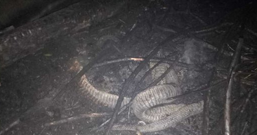 Potret ular 'berkaki' yang mati hangus karena kebakaran hutan