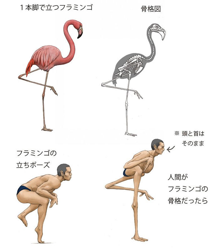 49+ Sketsa hewan flamingo information