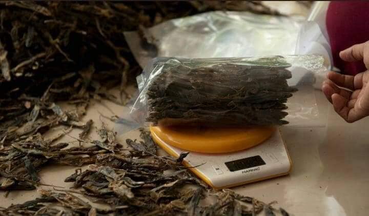 Viral kuliner ekstrem, camilan cicak asin goreng