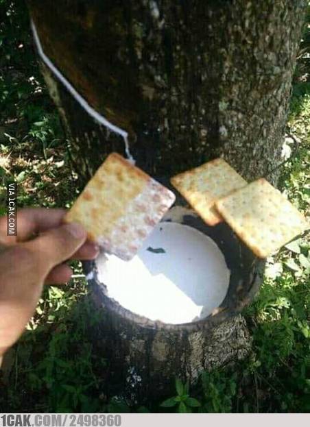 10 Cara kocak orang Indonesia bercocok tanam, absurd pol