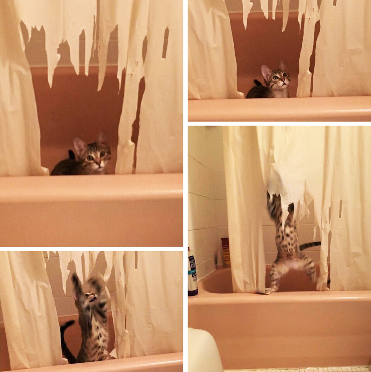 10 Tingkah lucu kucing saat merasa tak diawasi pemiliknya