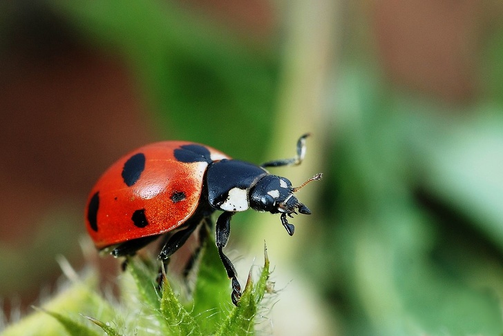 6 Cara alami mengusir serangga di rumah, aman dan simpel