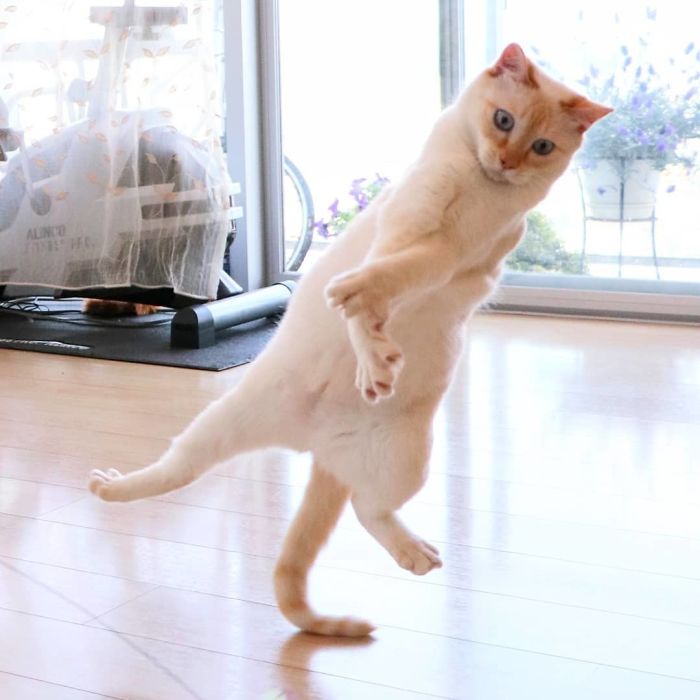 10 Bukti kucing miliki tubuh lentur bak penari, bikin nyengir
