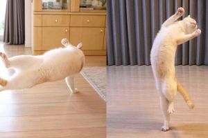 10 Bukti kucing miliki tubuh lentur bak penari, bikin nyengir