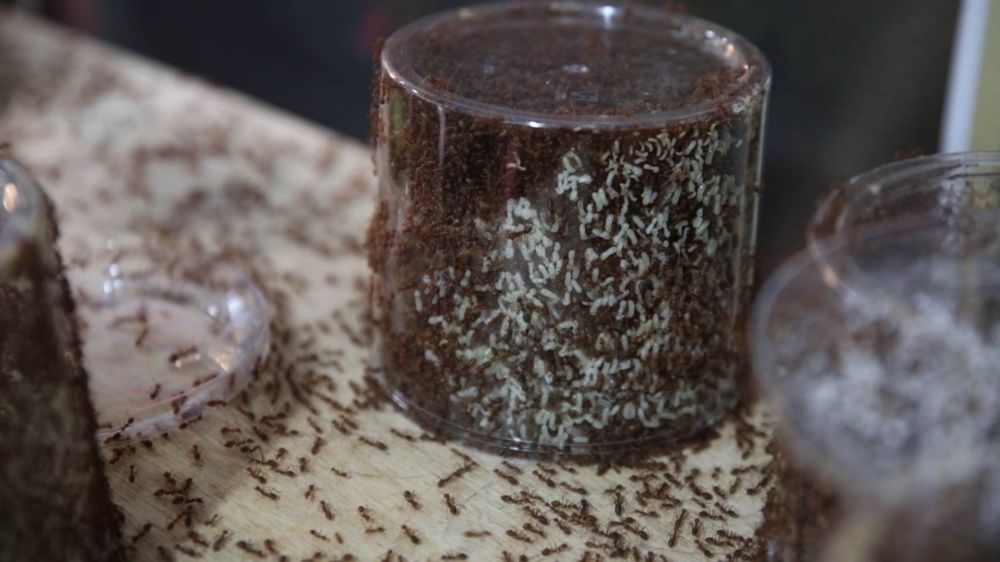 Kisah sukses Widodo, meraup untung dari budidaya semut kroto