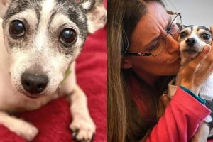 Mengharukan, anjing ini bertemu pemiliknya usai 12 tahun hilang